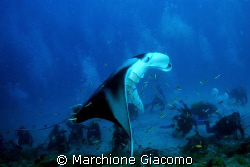 Big manta and scubas under the its wings
Maldives 2007
... by Marchione Giacomo 